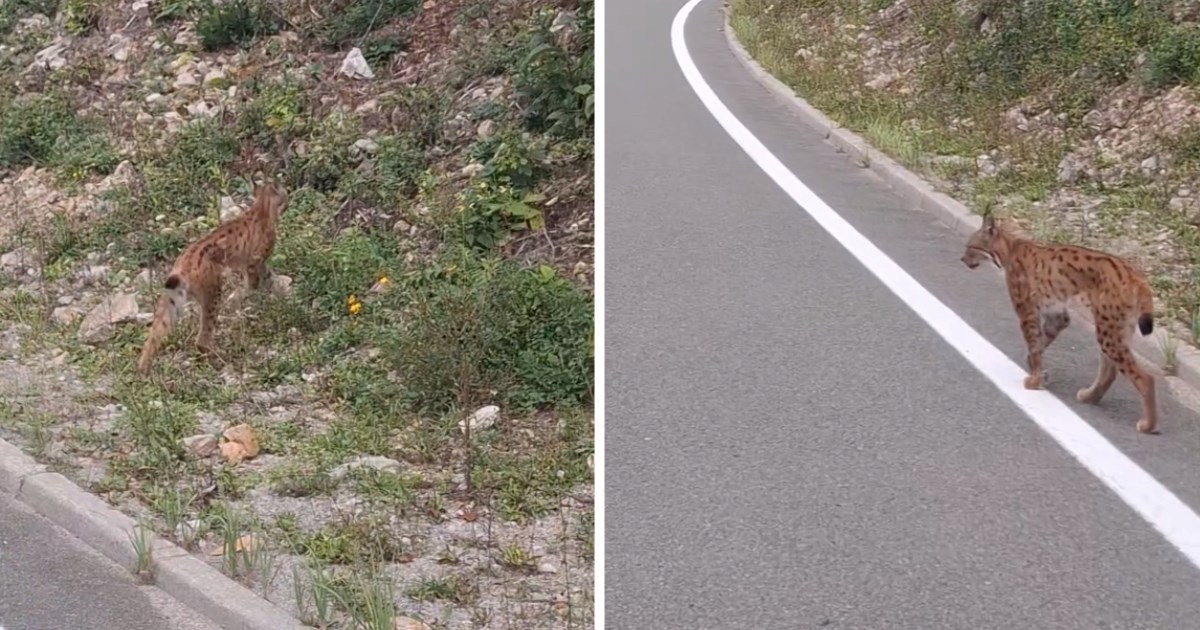 VIDEO Između Delnica i Crnog Luga snimljen ris