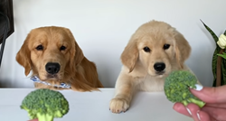 Vlasnica psima ponudila različite vrste hrane, njihove reakcije su hit