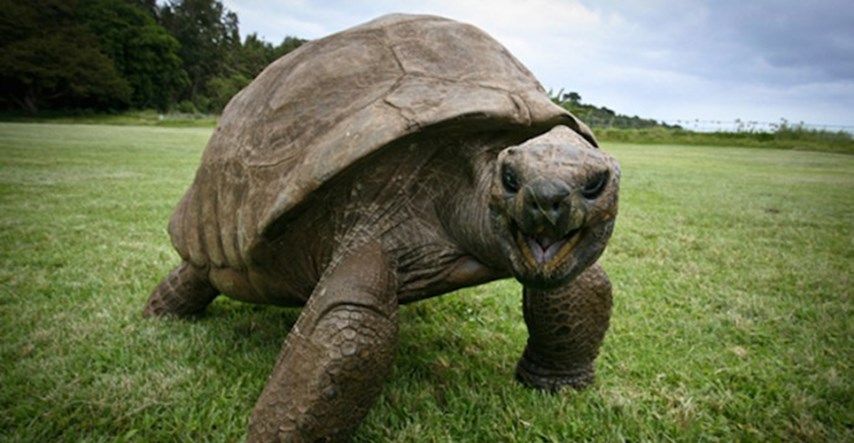 Ovo je Jonathan, 187-godišnja kornjača koja je i najstarija životinja na svijetu