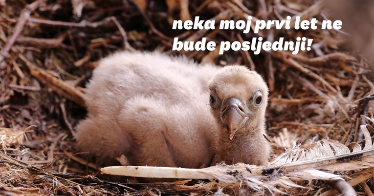 Udruga Biom pokrenula kampanju kako bi spriječila utapanje ptića bjeloglavih supova
