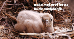 Udruga Biom pokrenula kampanju kako bi spriječila utapanje ptića bjeloglavih supova