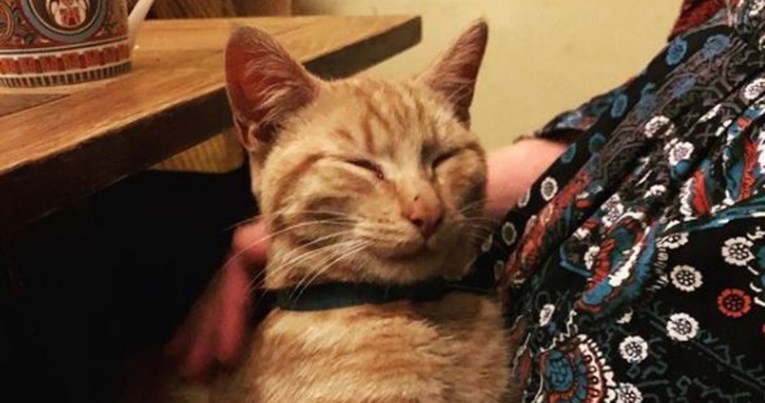 Vlasnik nije mogao vjerovati gdje je pronađen njegov mačak koji je nestao 2014.