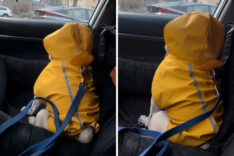 Mops se uvrijedio jer ga je vlasnik pokušao odvesti u šetnju, video je urnebesan