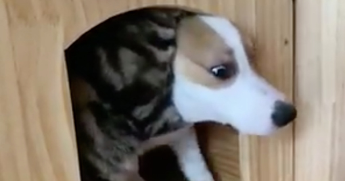 Korgi se uselio mački u kuću, a kad je pokušao izaći izbio je pravi rat