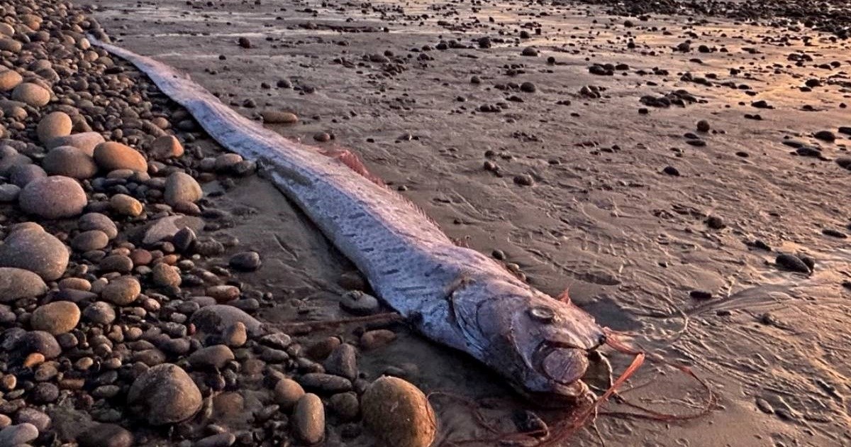 Na plaži u Kaliforniji već se drugi put ove godine nasukala "riba sudnjeg dana"