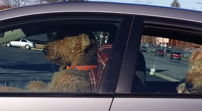 Psi postali nestrpljivi čekajući vlasnika u autu pa mu počeli trubiti