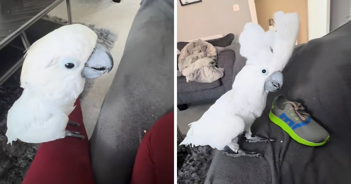 Reakcija kakadua Charlieja na novu igračku nasmijala je tisuće, pogledajte video