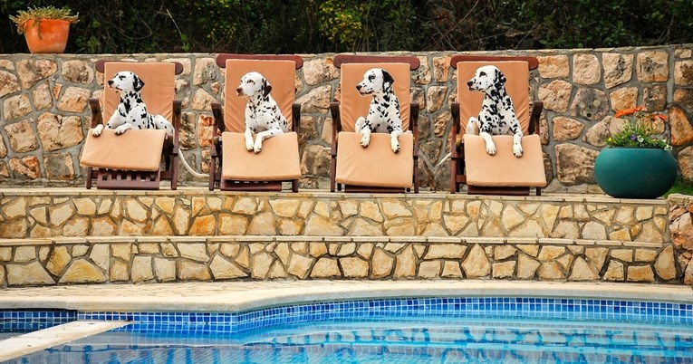 VIDEO Psi uživaju u igri i kupanju u bazenu: "Kao pravi Dalmatinci"