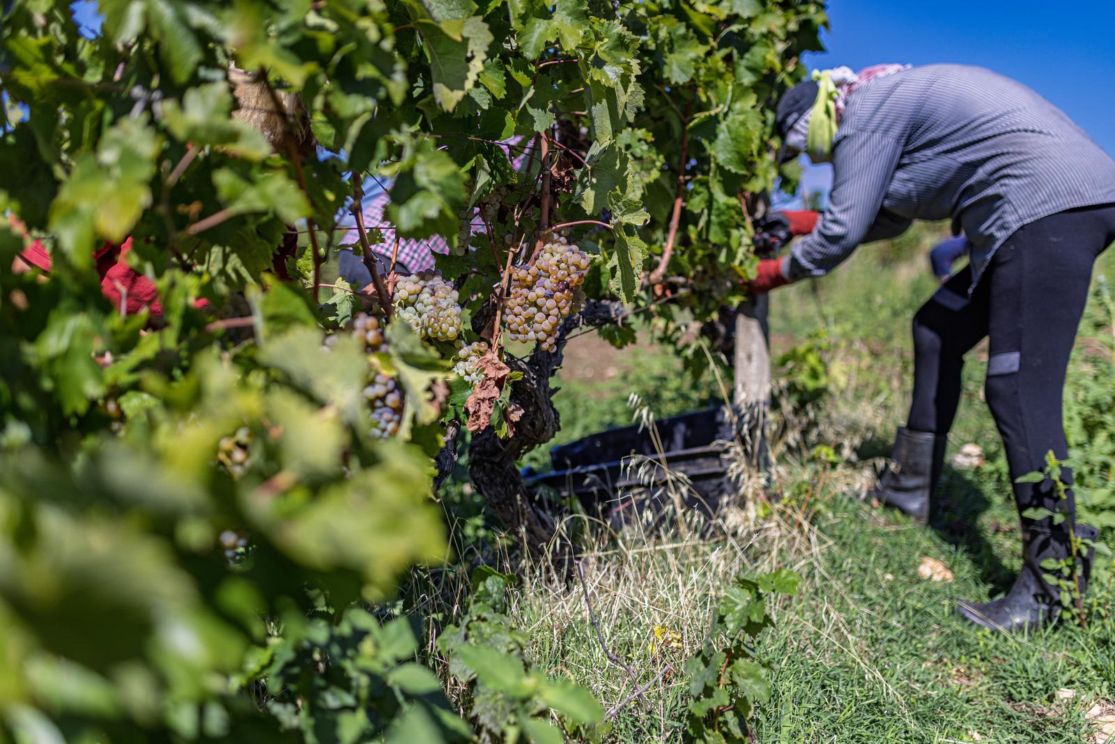 Vinari: Berbe u rujnu su stvar prošlosti