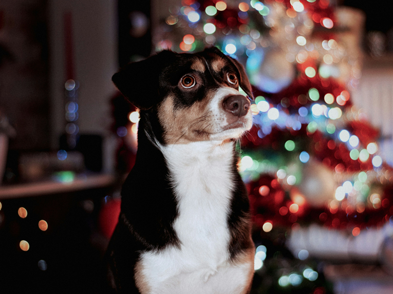 Veterinar uoči blagdana podijelio upozorenje za sve koji posjeduju kućne ljubimce