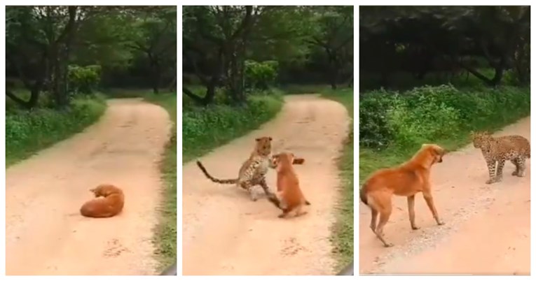Pas se s leopardom susreo licem u lice, ljude iznenadilo što se zatim dogodilo