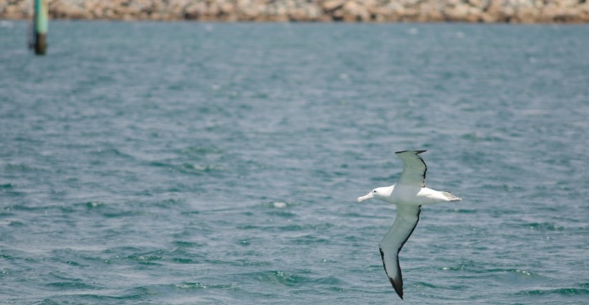 Novozelandska policija traži četiri nestala jaja rijetkog albatrosa