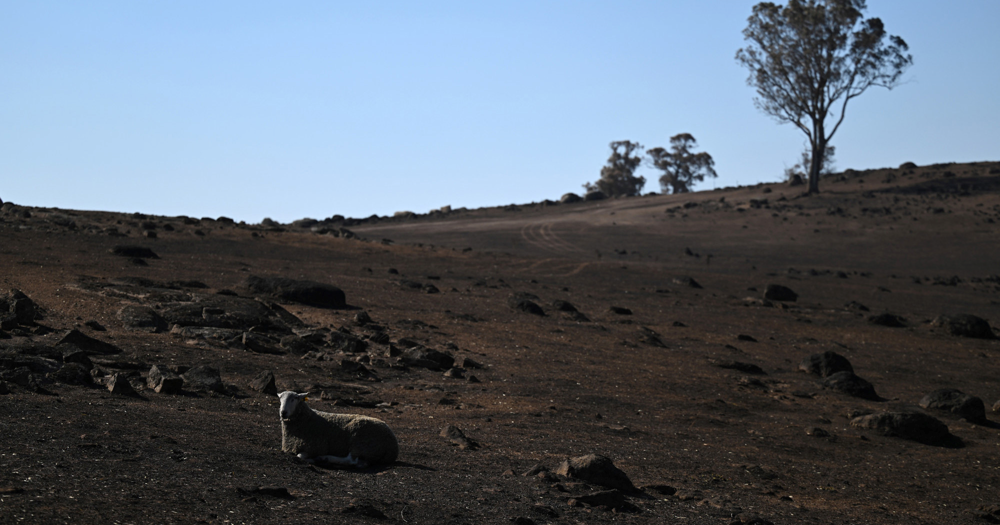 FOTO U Australiji bilo preko 40 stupnjeva, proširio se ogromni šumski požar