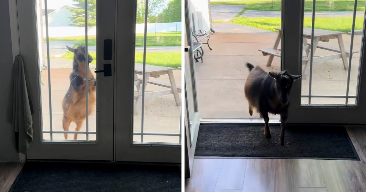 Nepozvani gosti: Pametna koza sama ulazi u kuću, za njom došlo cijelo kozje društvo