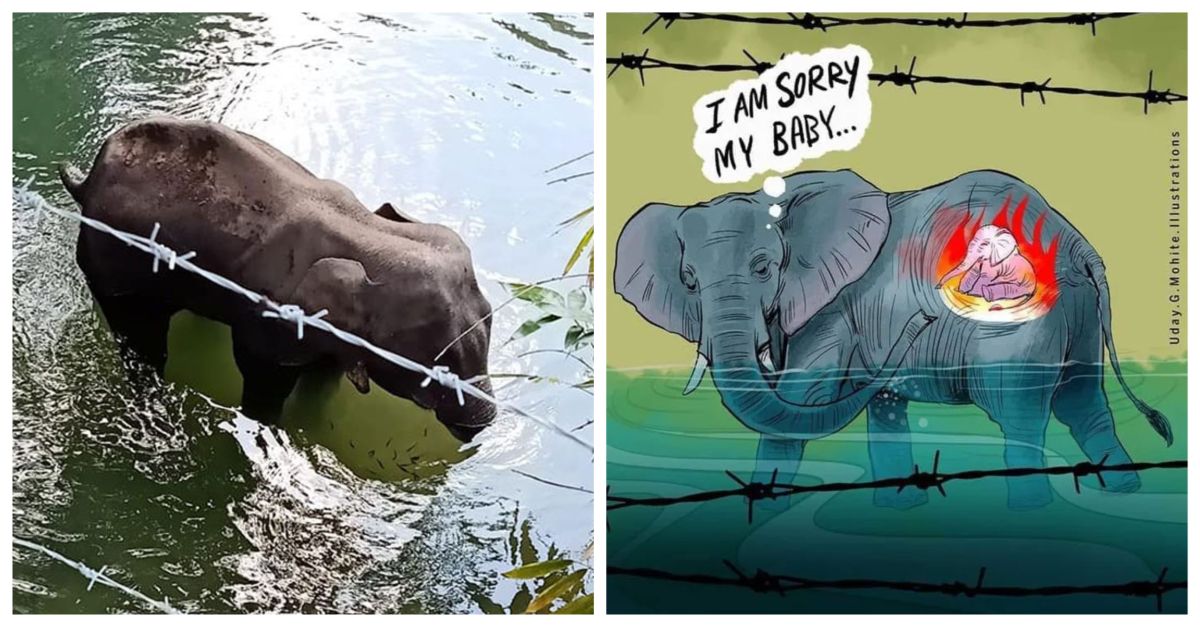 "Oprosti nam": Umjetnici crtaju u čast trudne slonice ubijene petardom u ananasu