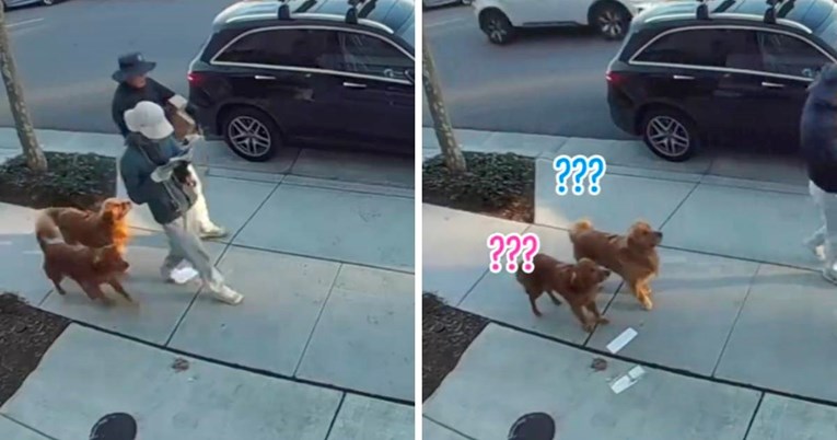 Vlasnici su se pretvarali da im je ispala pošta, evo što su njihovi psi zatim učinili