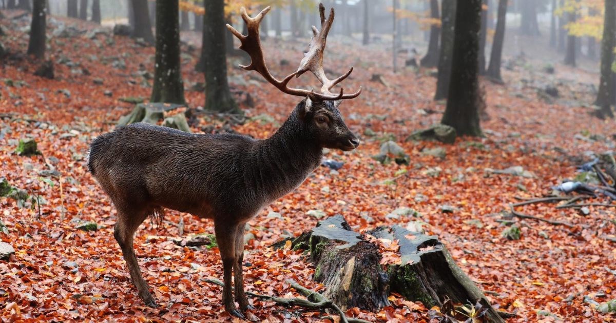 FOTO Prekrasni jeleni lopatari žive u Gorskom kotaru
