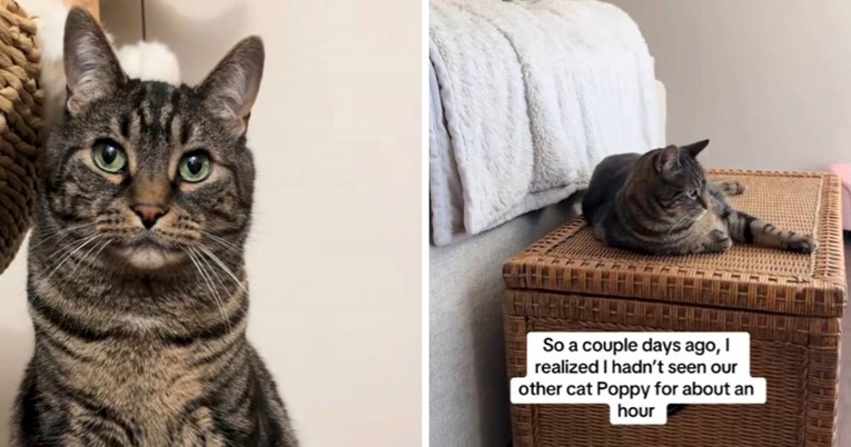 Mačak Milo prozvan je "zlim genijem", pogledajte kako se pokušava riješiti sestre