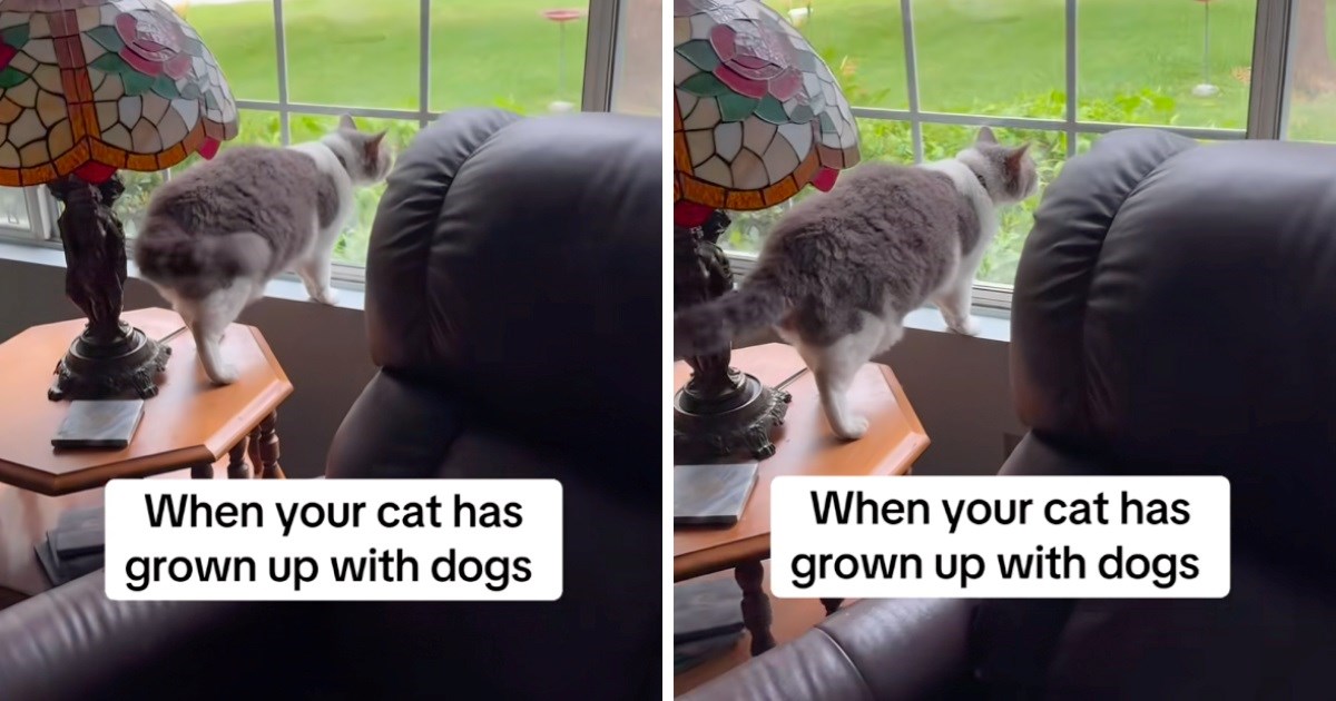 6.9 milijuna pregleda: Mačka je odrasla uz pse, vlasnica snimila njezino "lajanje"