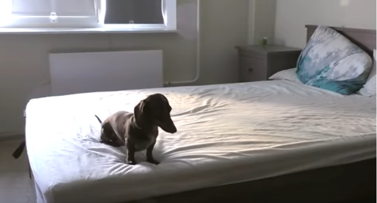 Vlasnici pustili psa na krevet, on učinio nešto urnebesno