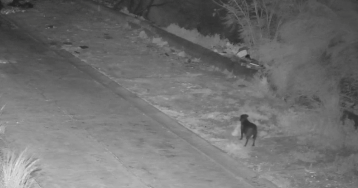 Pas snimljen kako baca smeće, policija kaznila vlasnika
