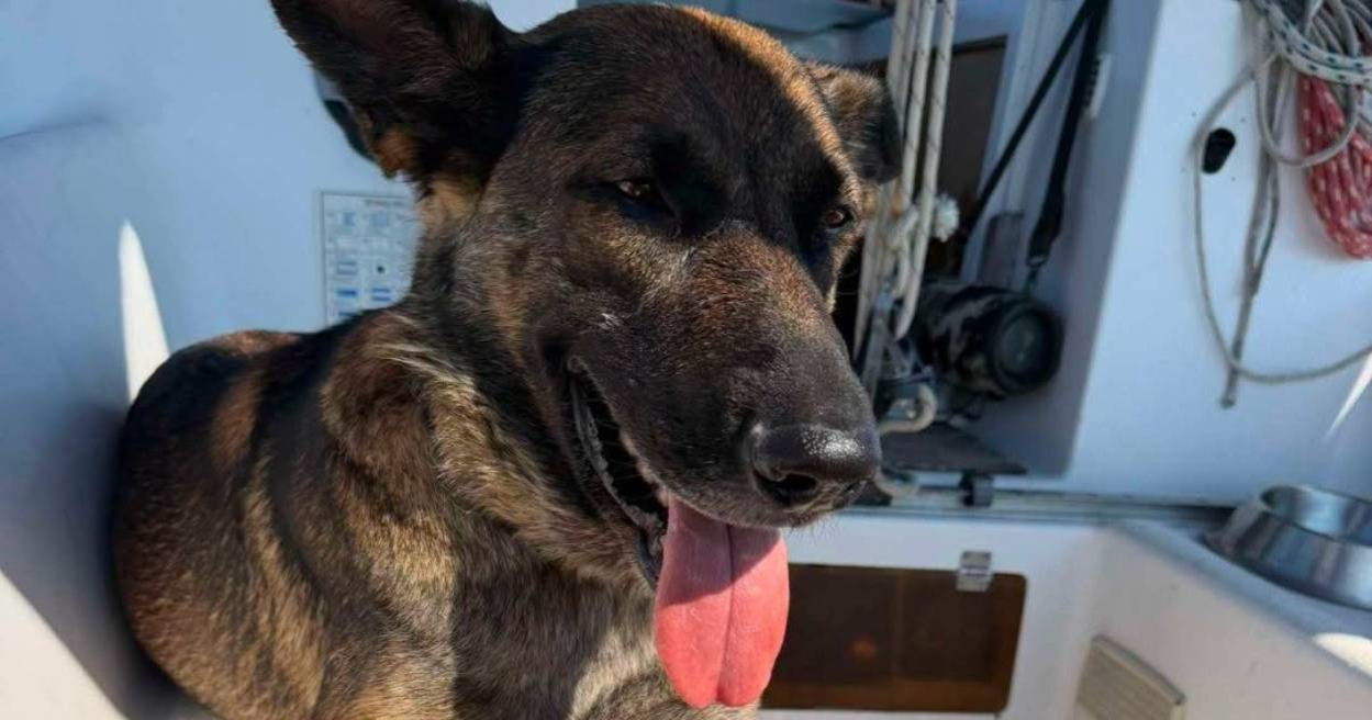 Prijatelji životinja od MUP-a traže istragu zbog policajca koji je bacio psa u more