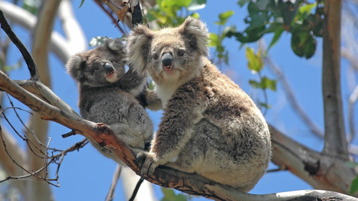 Deseci mrtvih koala na plantaži drva u Australiji