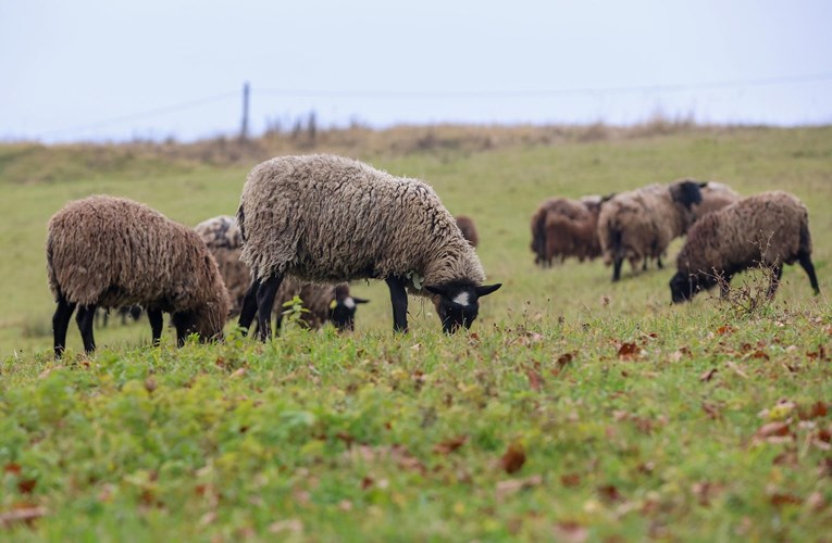 Dozvoljen uvoz mesa i mlijeka iz Mađarske. Ministar: Ugledali smo se na Austriju