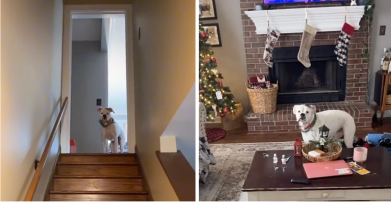 Vlasnik ušao u kuću odjeven u Djeda Mraza, pogledajte kako je reagirao njegov pas