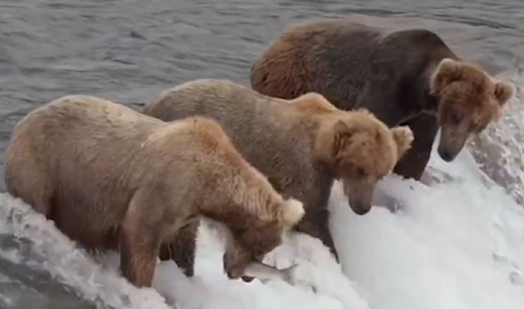 Jedan medvjed uhvatio ribu u letu, zbog reakcije drugih snimka postala hit
