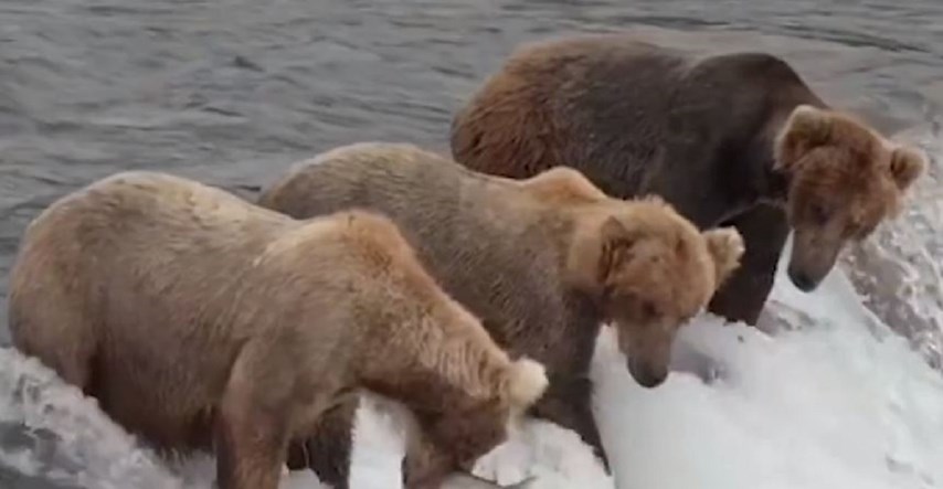 Jedan medvjed uhvatio ribu u letu, zbog reakcije drugih snimka postala hit