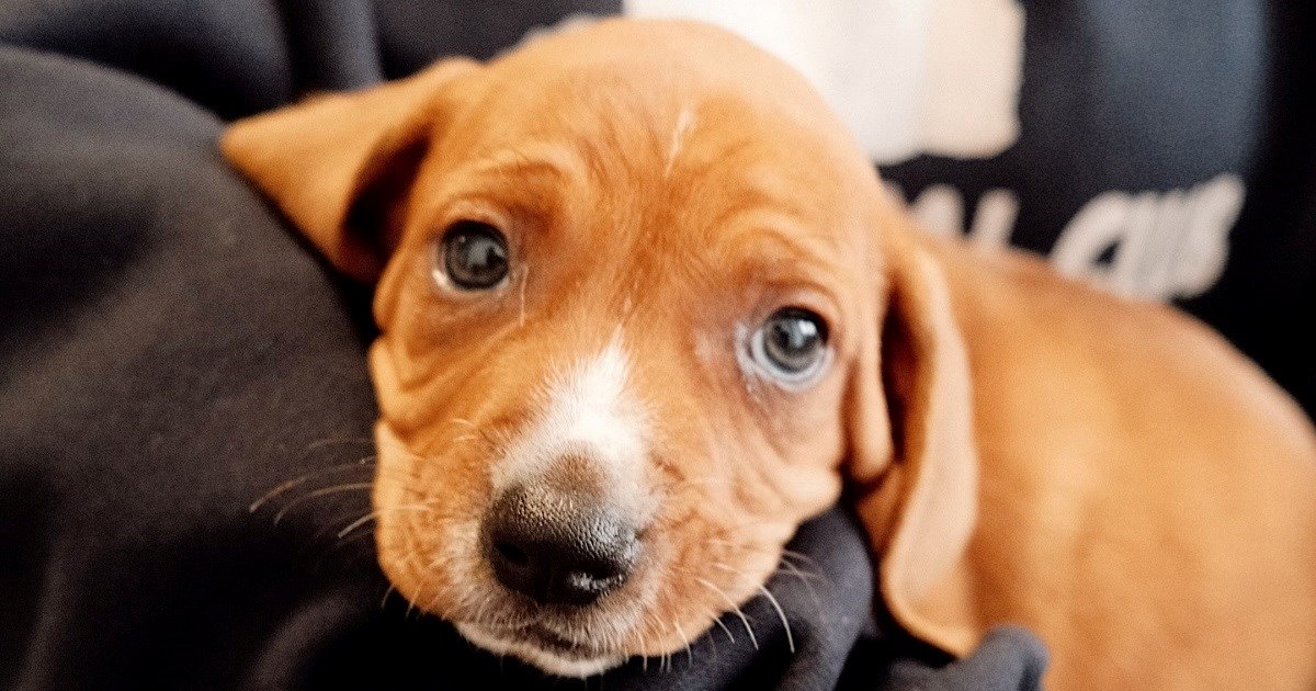 Bepo ima šest tjedana, a netko ga je ostavio samog na magistrali