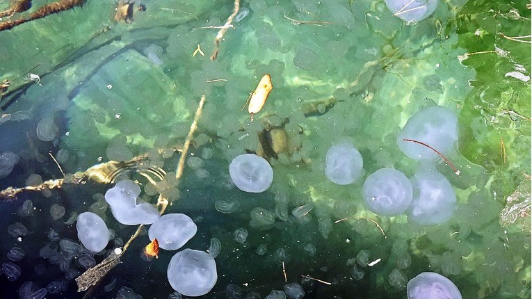 FOTO U Rovinju pronađena nova vrsta meduze