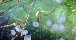 FOTO U Rovinju pronađena nova vrsta meduze