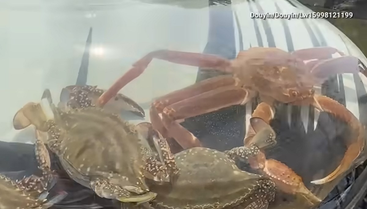 VIDEO U Kini se ovog ljeta širi bizaran trend. "Ovo je bolesno i poremećeno"