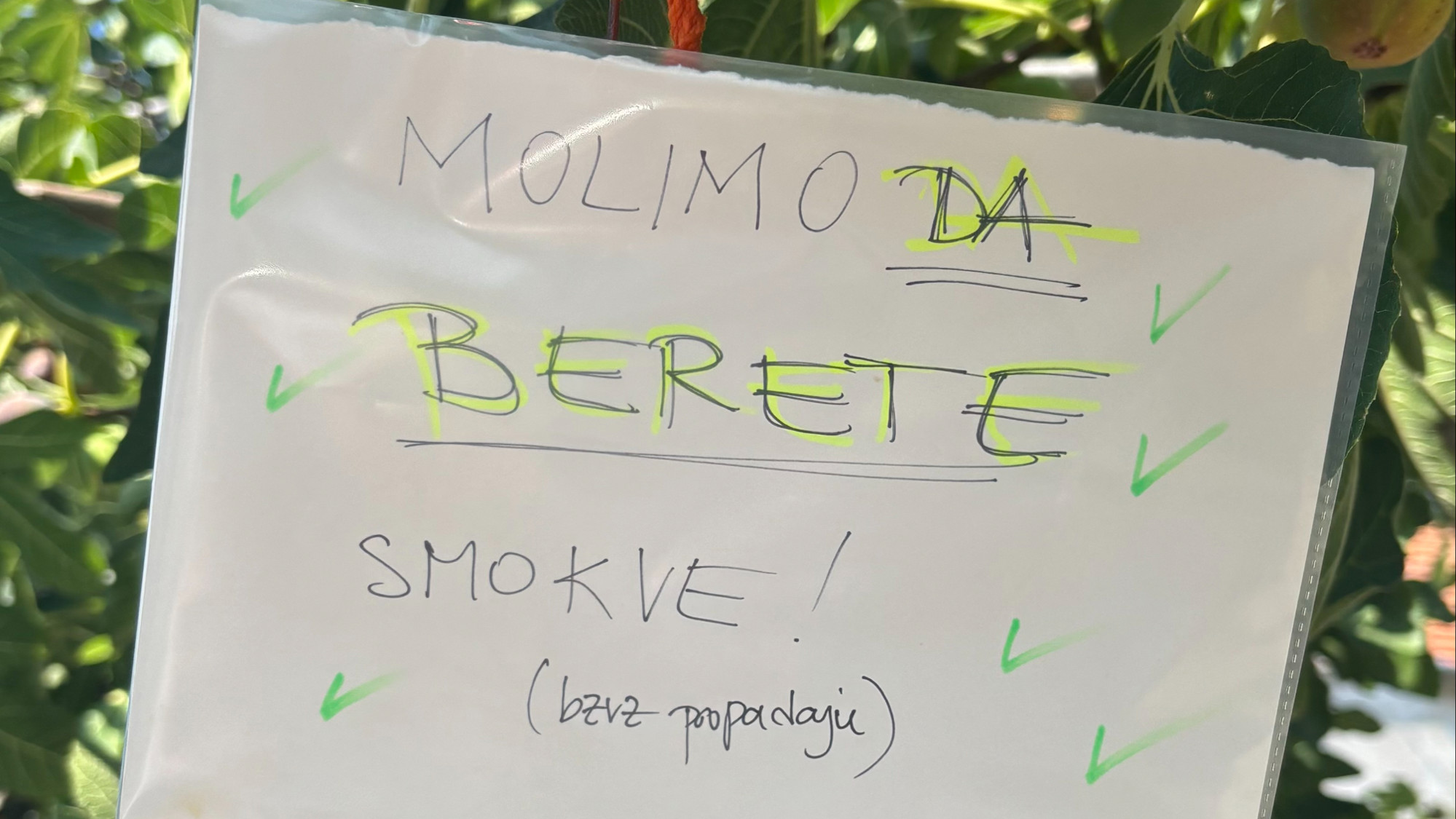 Ogromna smokva u centru Zagreba mami prolaznike: "Berite ih, bezveze propadaju"