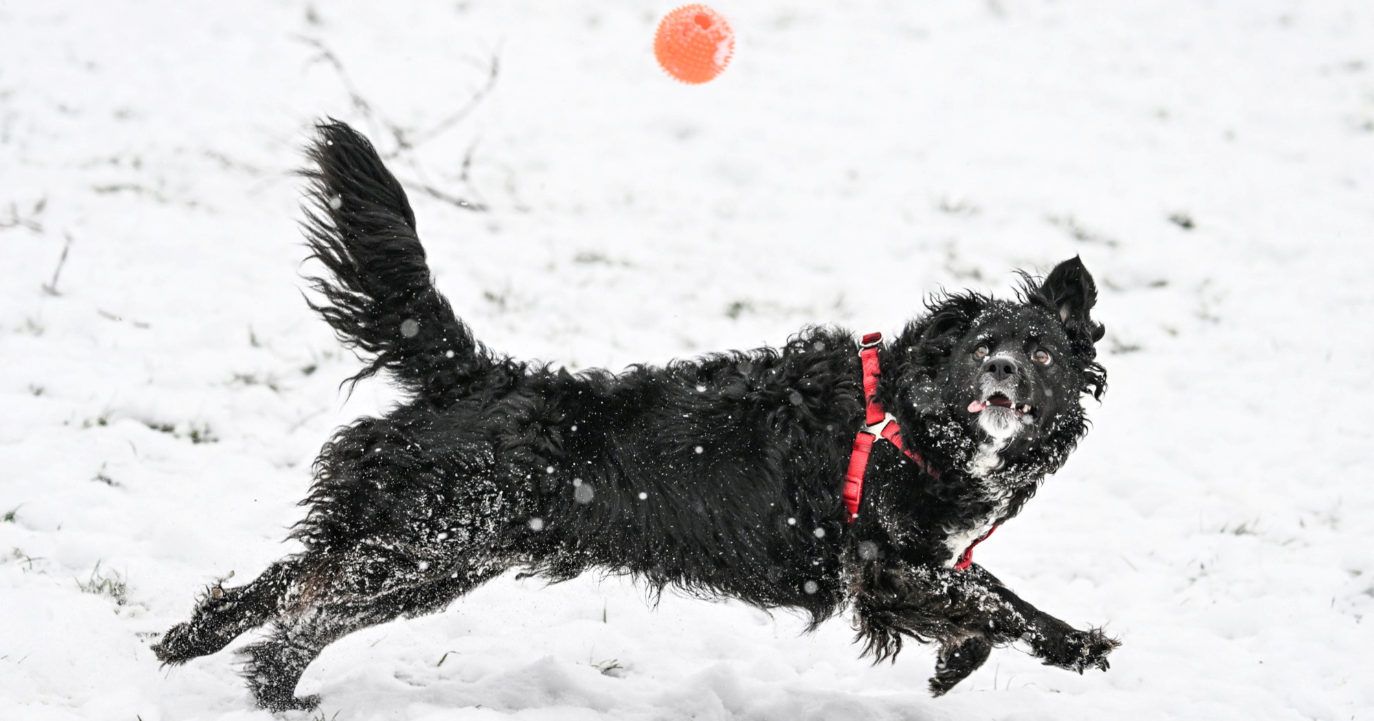 Nitko se nije snijegu razveselio kao oni: Razigrani psići uživaju u parku u Zagrebu