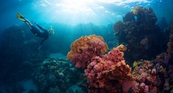 Studija o koraljima: Imaju iste simptome kao kod prošlih masovnih izumiranja