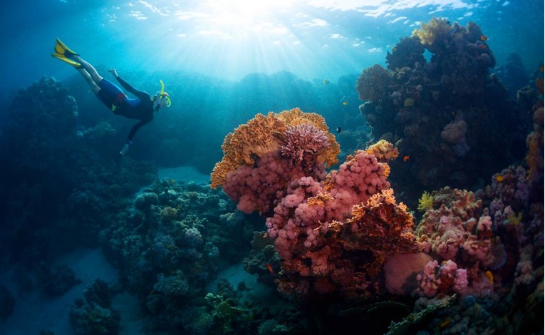 Studija o koraljima: Imaju iste simptome kao kod prošlih masovnih izumiranja
