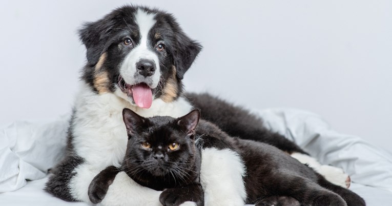 Preslatka jutarnja rutina psa i mačke raznježila internet: "Prijatelji zauvijek"