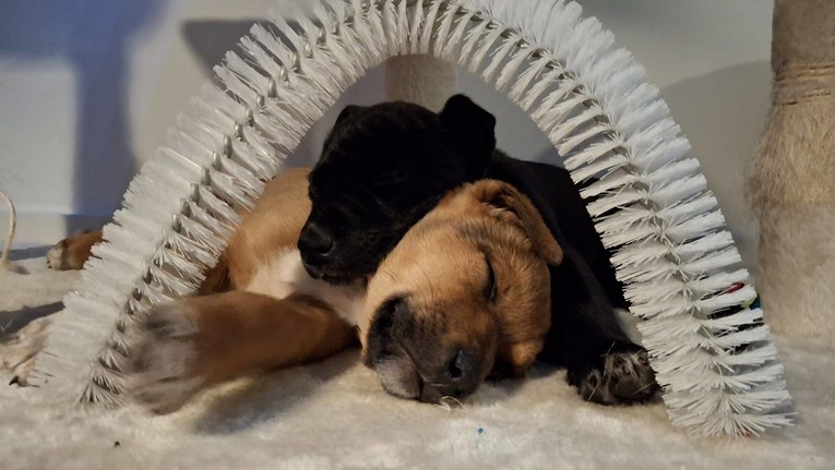 Odgođena akcija udomljavanja pasa i mačaka iz Dumovca na Trgu bana Jelačića