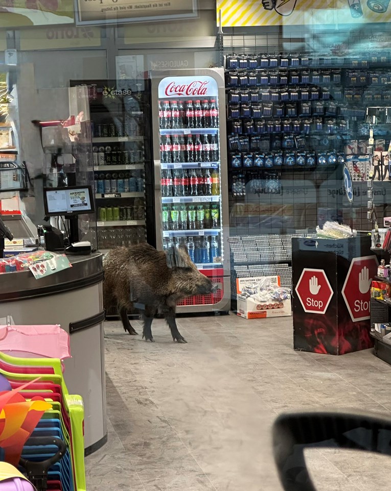 Vepar tri sata šetao šoping-centrom u Berlinu