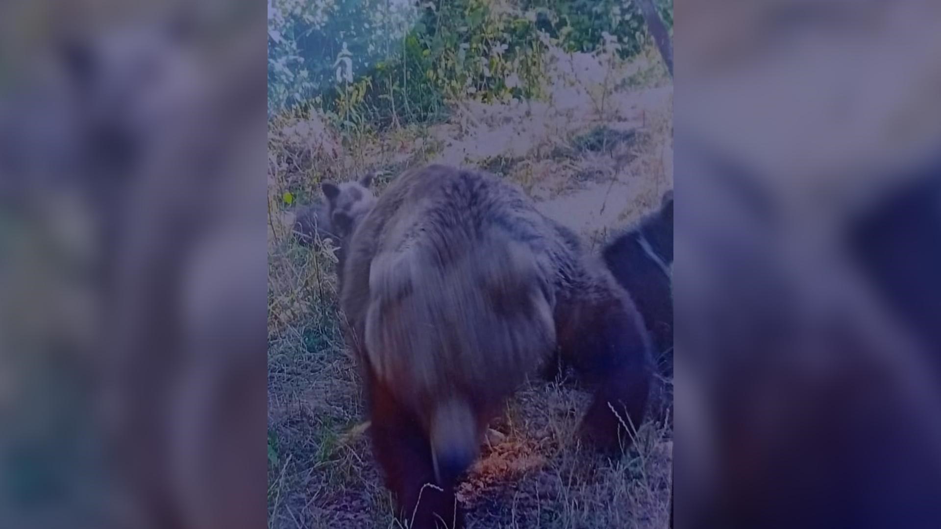 Medvjedica u Rumunjskoj ubila turista. Ovo su zadnje fotografije koje je snimio