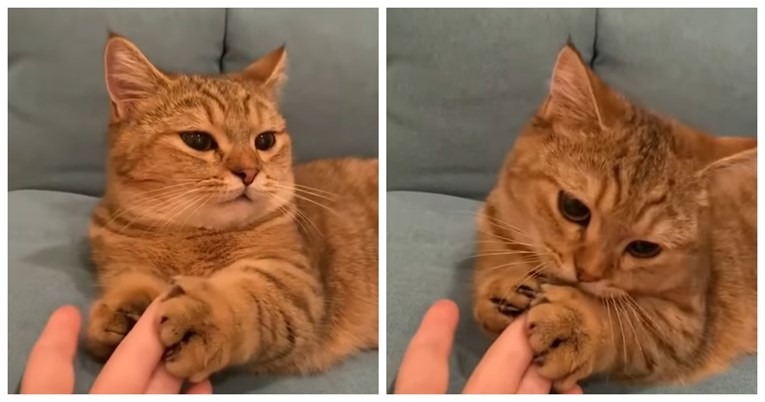 Milijuni pregleda: Mačka nježno primila vlasnicu za ruku, snimka je hit