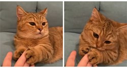 Milijuni pregleda: Mačka nježno primila vlasnicu za ruku, snimka je hit