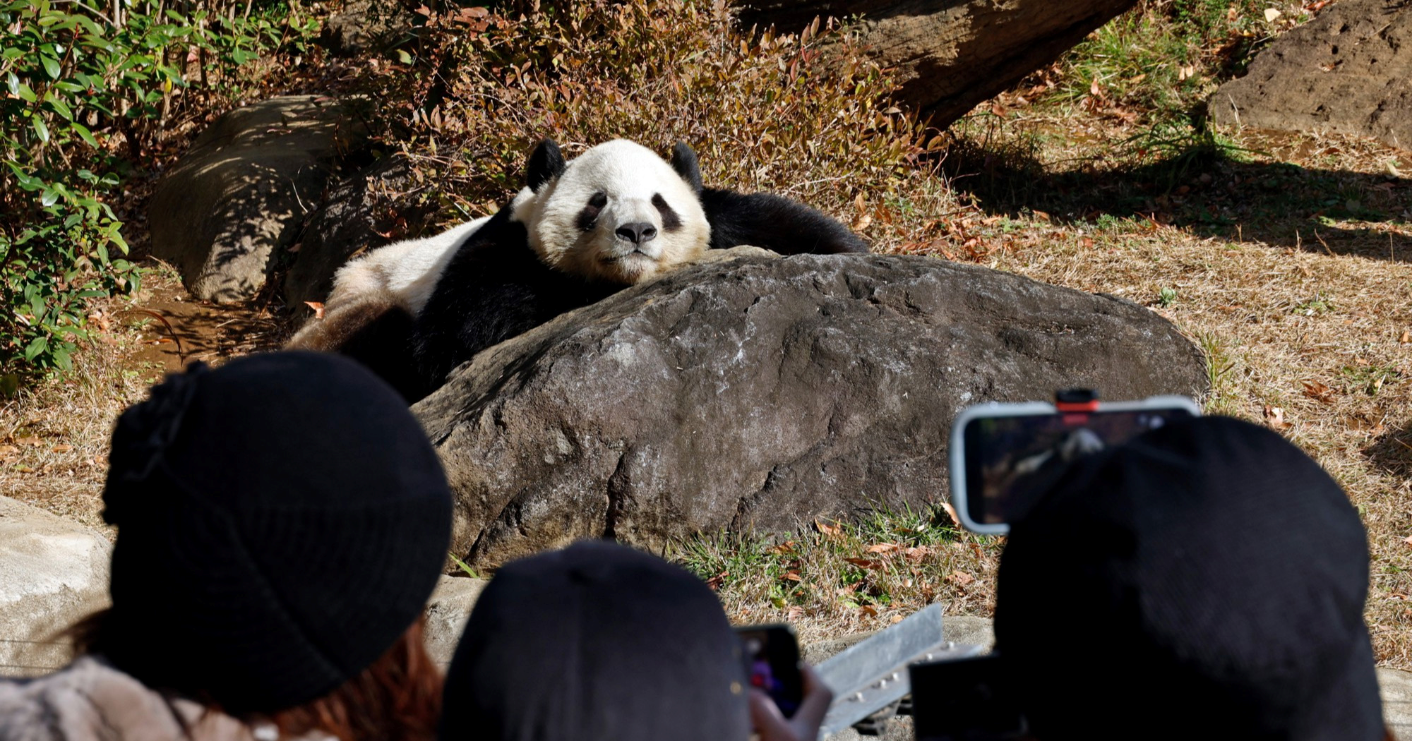 Divovske pande uskoro se iz Tokija sele u Kinu