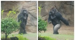 Čuvar gorila snima svoju svakodnevicu za TikTok, snimke su urnebesne
