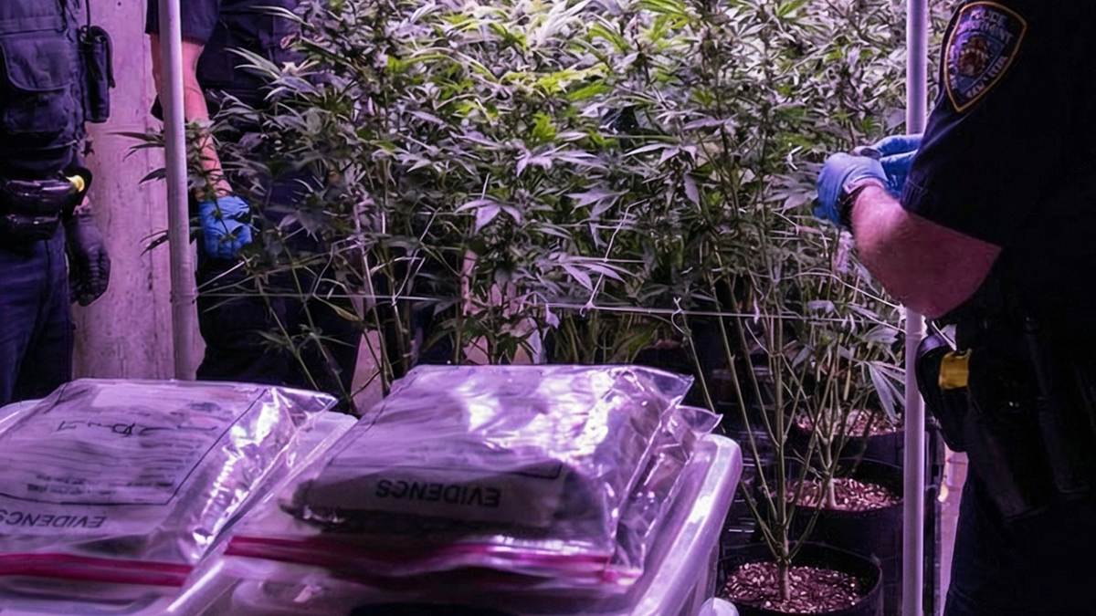 64-godišnjakinja uzgojila 11 kg marihuane u Stubičkim Toplicama