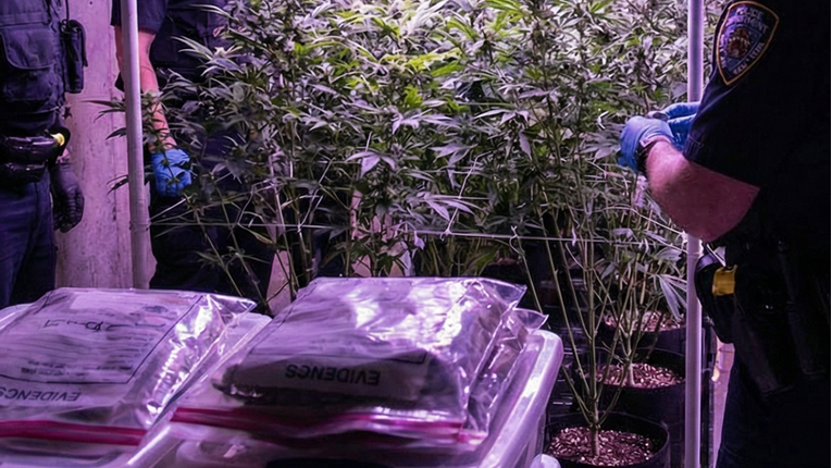 Umirovljenica (64) u Zagorju uzgojila gotovo 11 kilograma marihuane