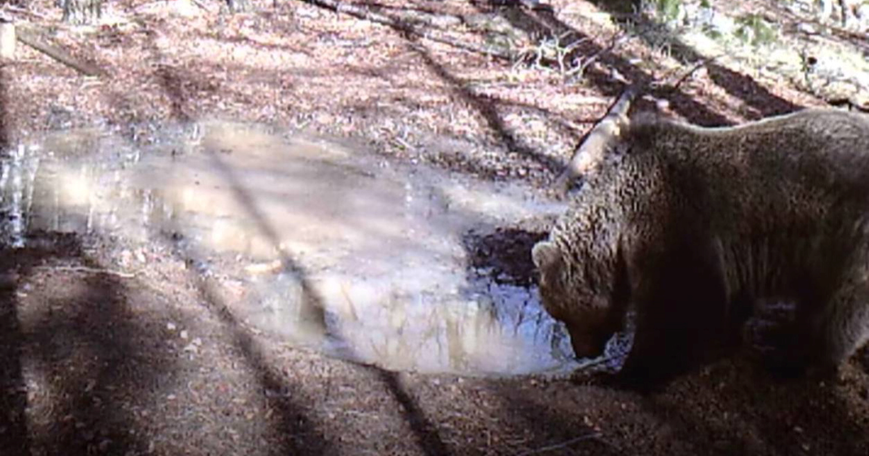 VIDEO Medo, srne, veprovi, ptice... Svi su došli na istu lokvu na Velebitu
